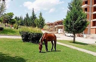 Parkın davetsiz misafiri