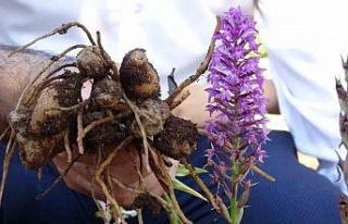 Pınarhisar’da salep hasadı başladı