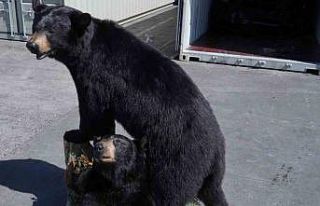 Polonya’da konteynerde doldurulmuş Amerikan kara...