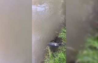 Raftingcilerden yılan kurtarma operasyonu