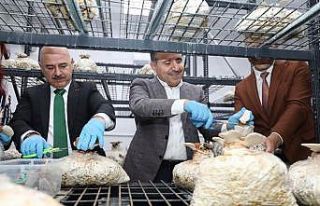 Reishi mantarının ilk hasadı yapıldı