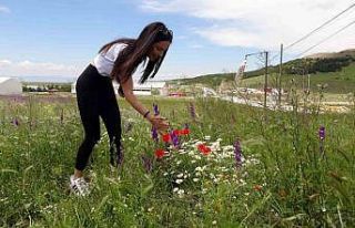 Rengarenk çiçekler doğayı canlandırdı