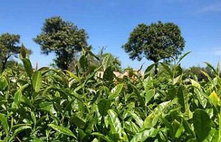 Rize’de hava şartlarının olumsuz etkilediği...