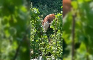 Rize’de kaçan kurbanlık sahiplerine zor anlar...