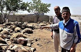 Sabah uyanan besici hayatının şokunu yaşadı:...