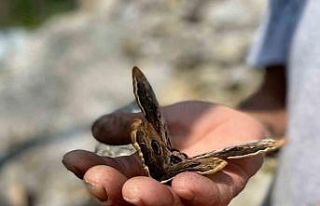 Saha çalışmasında bulduğu kelebek ilgi odağı...