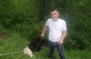 Sahibinden kaçan kurbanlık 4 kişiyi yaraladı,...