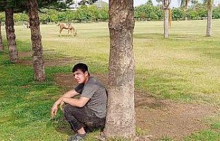 Sahibini düşüren atın parkta başıboş dolaşması...