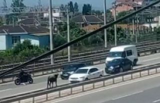 Sahibinin elinden kaçan dana D-100’ü birbirine...