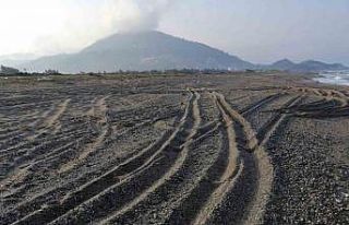 Sahil magandalarına caretta caretta ve kum zambağı...