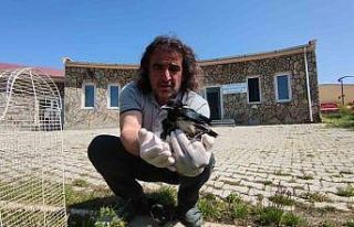 Saksağan yavruları emin ellerde