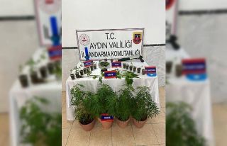 Saksıda 46 kök kenevir ele geçirildi
