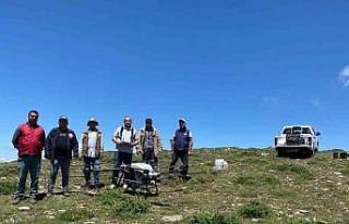 Salihli’de çekirgeye karşı dron ile mücadele