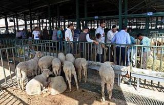 Salihli’de kurban kesim ve satış yerleri belli...