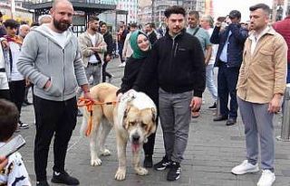 Şampiyon dev köpek Taksim’de ilgi odağı oldu