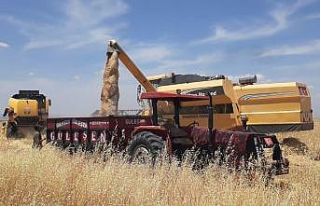 Samsat ilçesinde hububat hasadı başladı