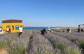 Samsat’ın lavanta bahçesi ilgi odağı oldu
