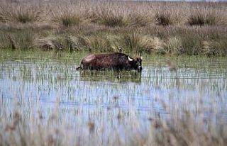 Samsun manda popülasyonunda Türkiye’de ilk sırada