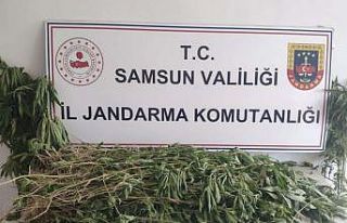 Samsun’da 2 bin 315 kök kenevir ele geçirildi