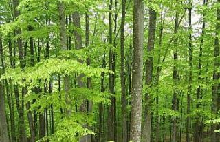Samsun’da 4 ay ormanlık alanlara girişler yasaklandı