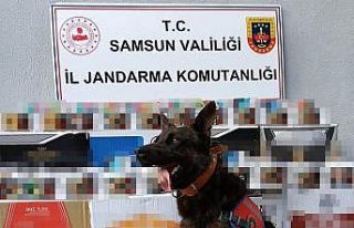Samsun’da jandarmadan kaçak makaron operasyonu