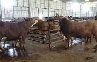 Samsun’da kurban kesim yerleri belli oldu