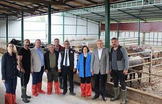 Samsun’da manda yetiştiriciliğine teşvikler sürüyor