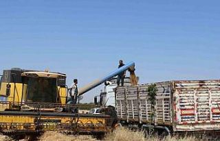 Şanlıurfa’da buğday hasadı başladı
