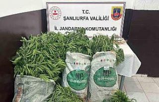 Şanlıurfa’da ekili 2 bin 200 kök kenevir ele...