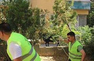 Şanlıurfa’da kaçan büyükbaş kurbanlık zor...