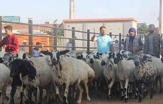 Şanlıurfa’da kurban pazarları hareketlendi
