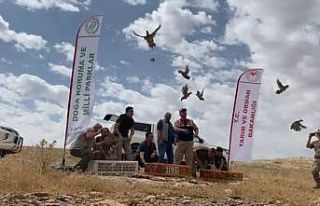 Şanlıurfa’da yüzlerce kınalı keklik doğaya...