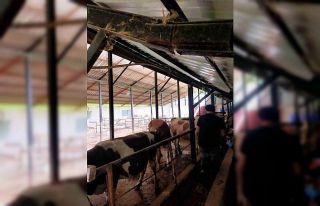 Şap hastalığında Çaycuma İlçe Tarım ve Orman...