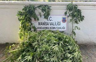 Sarıgöl’de 174 kök kenevir ele geçirildi