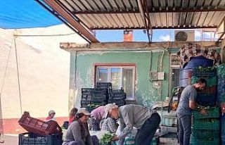 Sarıgöl’de taze yaprak alımları hız kazandı