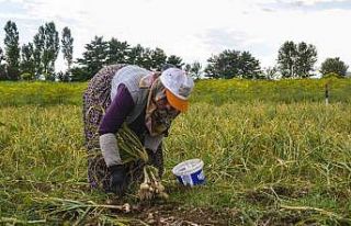 Sarımsak işçilerinin günlük yevmiyesi 300 lira...