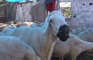 Satacağı 16 kurbanlığı hırsızlara kaptırdı