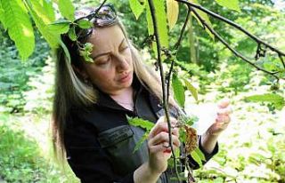 Savaşçı böcekler doğaya salındı