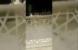 Şehir merkezindeki bariyere çıkan yılan paniğe...