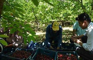 Selendi’de kiraz hasadı başladı