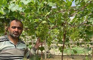 Serada erkenci üzüm yetiştirdi ilk ürünler ikram...