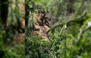 Seydikemer’de üzerine ağaç devrilen turist öldü