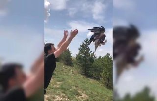 Sıcak çarptı, tedavisinin ardından doğaya salındı