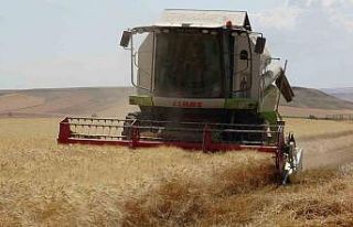 Siirtli çiftçinin 310 bin dekar buğday tarlasından...