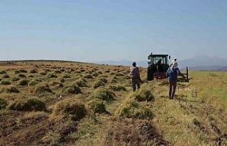 Siirt’te bayramda da hasat sürüyor
