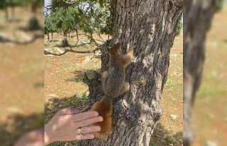 Siirt’te evinde sincap besleyen vatandaşa para...