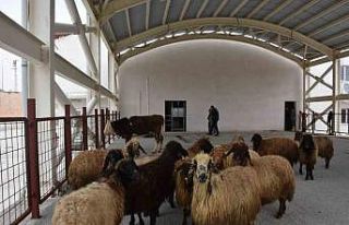 Siirt’te kurban satış ve kesim yerleri belirlendi