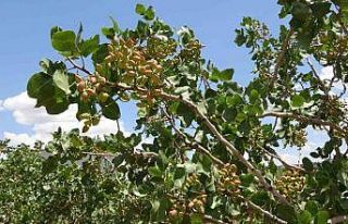 Siirt’ten ülke ekonomisine 10 milyar TL katkı