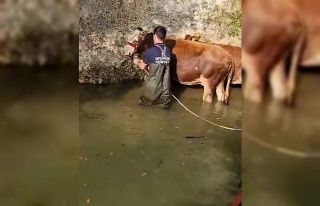 Şile’de dereye düşen 4 büyükbaş kurtarıldı