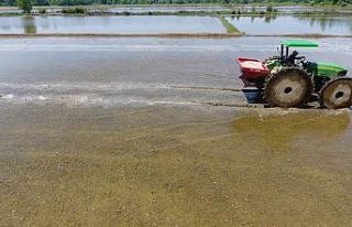 Sinop çeltiğinde tohumlar suyla buluşmak için...